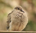 Mourning Dove Royalty Free Stock Photo