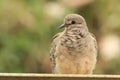 Mourning Dove Royalty Free Stock Photo