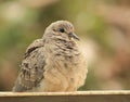 Mourning Dove Royalty Free Stock Photo