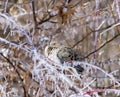 Mourning dove after ice storm Royalty Free Stock Photo