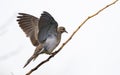 Mourning Dove Landing on Branch