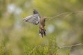 Mourning dove landing on a slender creosote branch Royalty Free Stock Photo