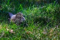 Mourning dove on lawn with feathers ruffled Royalty Free Stock Photo