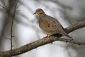 Mourning Dove With Light in Eye Side View - Zenaida macroura