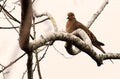 A mourning dove on a limb on a foggy morning. Royalty Free Stock Photo