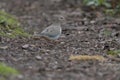 Mourning Dove looking for food in forest