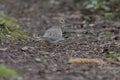 Mourning Dove looking for food in forest