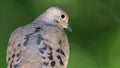 Mourning Dove Looking Over Its Shoulder While Resting on a Tree Branch Royalty Free Stock Photo