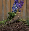 Mourning Dove Looking Up at the Sun