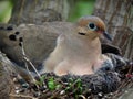 Mourning Dove Mother And Her Babies Royalty Free Stock Photo