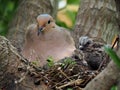 Mourning Dove Mother And Her Babies Royalty Free Stock Photo