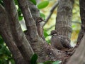 Mourning Dove Mother And Her Babies Royalty Free Stock Photo