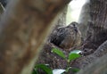 Mourning Dove Mother And Her Babies Royalty Free Stock Photo