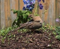 Mourning Dove in Mulch with Neck Turned Royalty Free Stock Photo