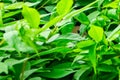 Mourning Dove nesting hidden in bush