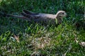 Mourning dove nestled on lawn Royalty Free Stock Photo