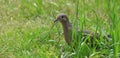 Mourning Dove - Peeks