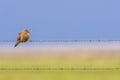 Mourning Dove perched on barbed wire