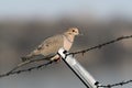 Mourning Dove perched on barbed wire