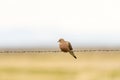 Mourning Dove perched on barbed wire