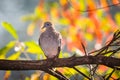 Mourning dove perched on a branch with fall leaves in background Royalty Free Stock Photo