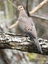 Mourning Dove perched on a branch, Walton County, Georgia USA Royalty Free Stock Photo