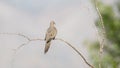 A mourning dove perched on a creosote branch facing away from camera