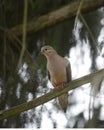 Mourning dove Royalty Free Stock Photo