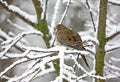 Mourning Dove Perched on Snow Covered Branch Royalty Free Stock Photo