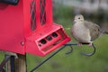Dove at red bird feeder Royalty Free Stock Photo