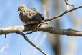 Mourning Dove Perched on a Tree Branch Royalty Free Stock Photo