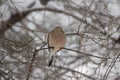 Mourning dove perched on tree limb sleeping. Royalty Free Stock Photo