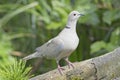Mourning dove perched on tree root Royalty Free Stock Photo