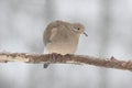 Mourning Dove perching in a winter snowstorm Royalty Free Stock Photo