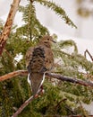 Mourning Dove Photo And Image. Dove Close-up Rear View Perched On A Cedar Tree Branch With A Blur Background In Its Environment