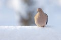mourning dove on a pile of snow Royalty Free Stock Photo