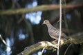 Mourning dove on pine branch Royalty Free Stock Photo