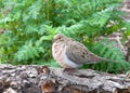 Mourning Dove puffed up on a log Royalty Free Stock Photo