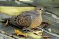 Mourning dove resting on deck boards in the fall Royalty Free Stock Photo