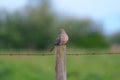 Mourning Dove resting on fence