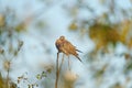 Mourning Dove resting in forest