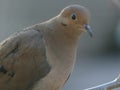 Closeup of a Wide-Eyed Mourning Dove With a Curious Expression