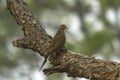 Mourning Dove Sitting Pretty Royalty Free Stock Photo