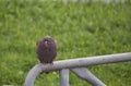 Mourning Dove sitting on the railing