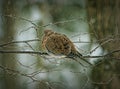 Mourning Dove sitting on tree branch in Winter. Royalty Free Stock Photo