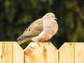 Mourning Dove Sleeping On A Wood Fence