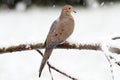 Mourning Dove in Snow