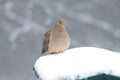 Mourning Dove in Snow Royalty Free Stock Photo
