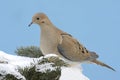 Mourning Dove in Snow