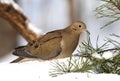 Mourning Dove Royalty Free Stock Photo